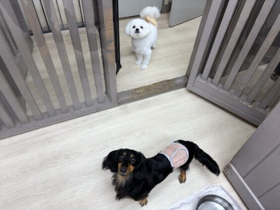 ヌーノクラブ 犬のペットホテル 東京 中野区 フリースペースでのびのび お預かり中 ミニチュアダックスのアロ