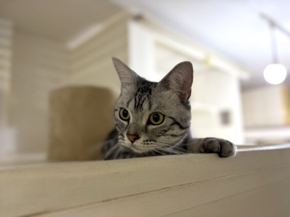 ヌーノクラブ　猫専用ペットホテル　都内　中野区　フリースペースでのびのび　お預り中の猫ちゃん　アメリカンショートヘアのソルト