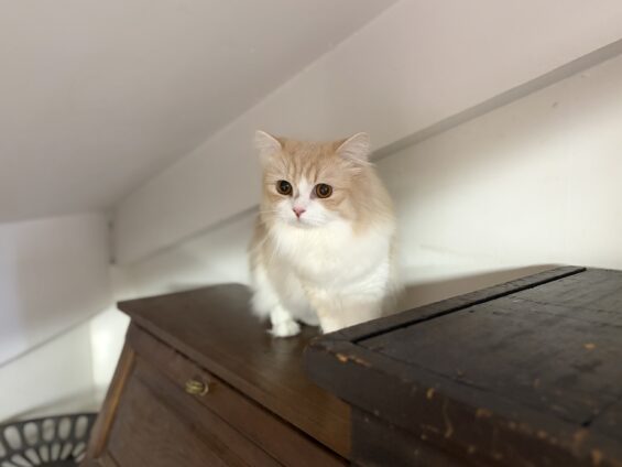 ヌーノクラブ 猫専用ペットホテル 都内 中野区 フリースペースでのびのび お預り中の猫ちゃん スコティッシュフォールドのリアム