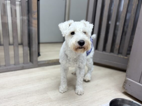 ヌーノクラブ 犬のペットホテル 東京 中野区 フリースペースでのびのび お預かり中 ミニチュアシュナウザーのチャック