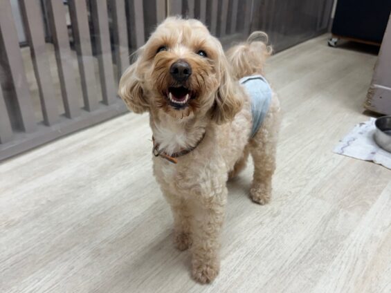 ヌーノクラブ 犬のペットホテル 東京 中野区 フリースペースでのびのび お預かり中 マルプーのタロウ