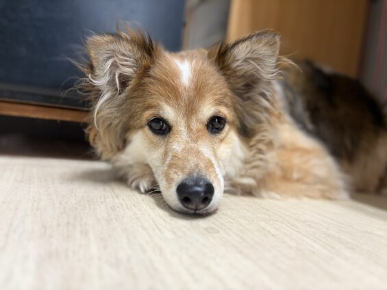 ヌーノクラブ 犬のペットホテル 東京 中野区 フリースペースでのびのび お預かり中 ミックスのナル