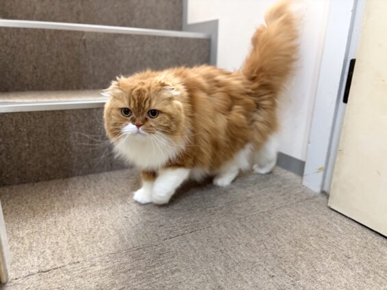 ヌーノクラブ 猫専用ペットホテル 都内 中野区 フリースペースでのびのび お預り中の猫ちゃん スコティッシュフォールドのモカ