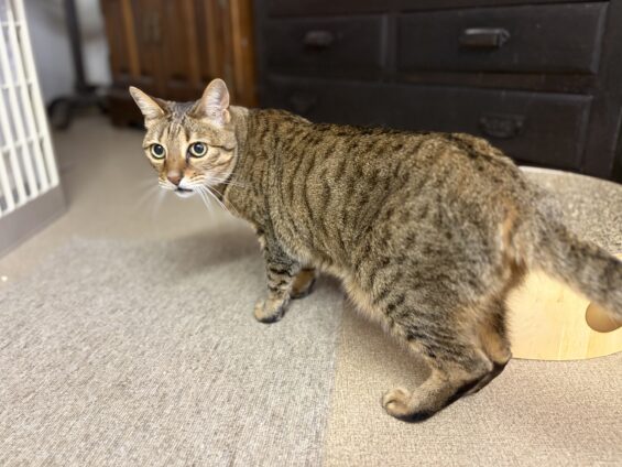 ヌーノクラブ 猫専用ペットホテル 都内 中野区 フリースペースでのびのび お預り中の猫ちゃん ベンガルのモン