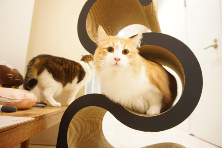 猫専用ペットホテルのヌーノクラブ高円寺店 ケージフリーで猫ちゃんたちがリラックスしている様子