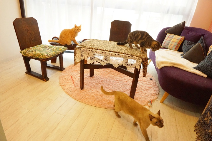 猫専用ペットホテルのヌーノクラブ高円寺店 ケージフリーで猫ちゃんたちがリラックスしている様子