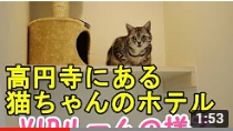 ヌーノクラブ高円寺 VIPルームに滞在中の猫ちゃんのYoutube動画