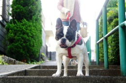 犬のペットシッターの様子