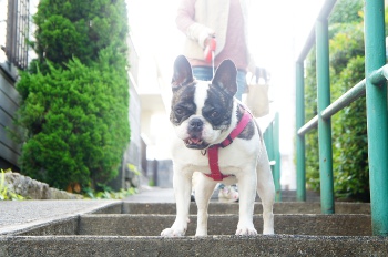 犬のペットシッターの様子