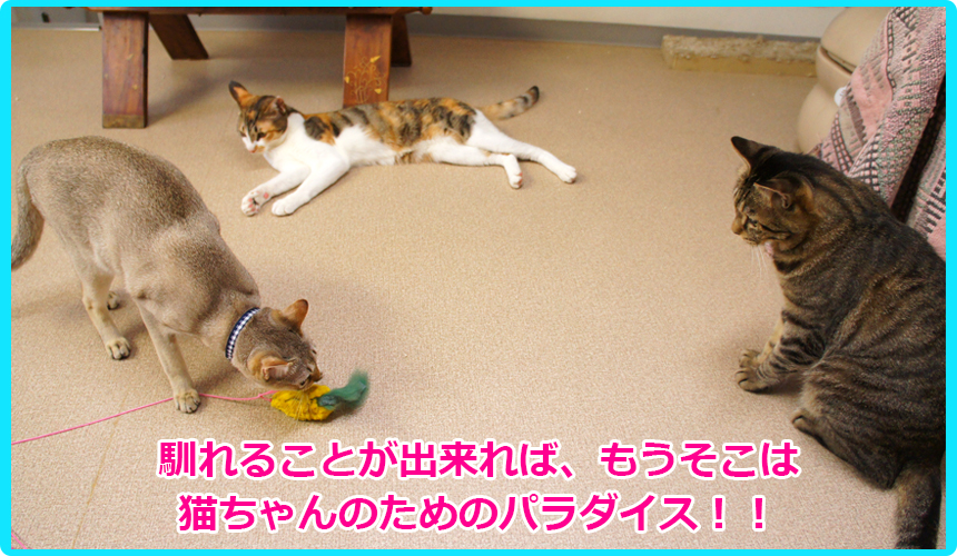 ヌーノクラブの猫ちゃん専用ペットホテルでは、お預かりしたネコちゃんたちがリラックスしてのびのび自由に遊んだりして過ごしています。