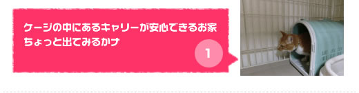 猫ちゃん専用ペットホテルで猫ちゃんがケージから自由スペースに出てこられるまで、その１