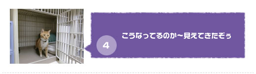 猫ちゃん専用ペットホテルで猫ちゃんがケージから自由スペースに出てこられるまで、その４