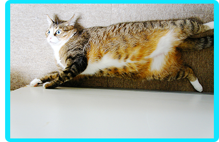 ヌーノクラブの猫ちゃん専用ペットホテルなら、広々とした空間や床の上で、のびのびと寝転がってくつろぐことが出来ます！