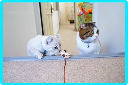 ヌーノクラブの猫ちゃん専用ペットホテルでは、自由空間で猫ちゃん同士が一緒に遊べます！