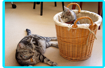 ヌーノクラブの猫専用ペットホテルでは、同じお家の猫ちゃん同士で一緒にいることも出来ます。