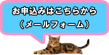 ヌーノクラブの猫ちゃん専用ペットホテルへのメールでのお申込みはこちら。