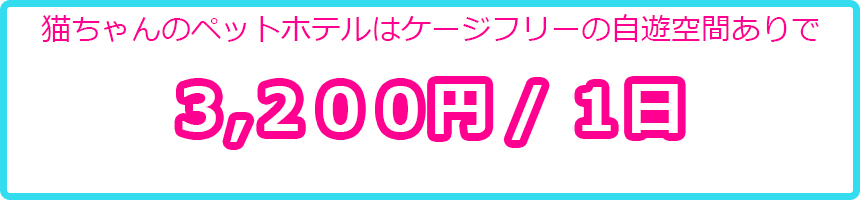 ヌーノクラブの猫ちゃん専用ペットホテルは格安のお値段でご利用できます。