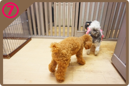 ヌーノクラブの犬専用ペットホテルへやってきたワンちゃんが他の滞在中のワンちゃんたちと一緒になる瞬間。