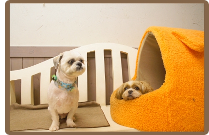 ヌーノクラブの犬・ワンちゃんペットホテルなら、温かいドッグハウスの中に入って休んだりすることも出来ます。
