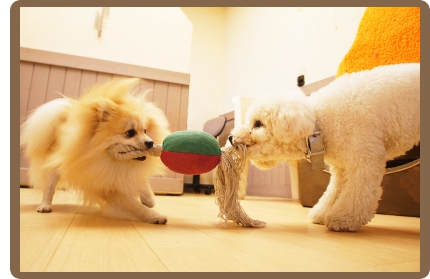 ヌーノクラブの犬・ワンちゃんペットホテルなら、おもちゃで遊んだり犬同士で仲良く遊ぶことも出来ます！