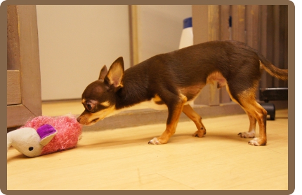 ヌーノクラブの犬・ワンちゃん専用ペットホテルは、若いワンちゃんはおもちゃで遊んだり、若い犬同士で遊んだりできるので、退屈しません！
