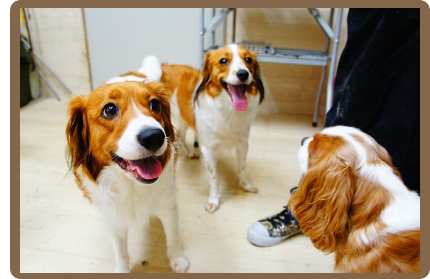 ヌーノクラブの犬専用ペットホテルでは、同じお家のワンちゃん同士は、同じタイミングで広々としたフリースペースに出してあげています。