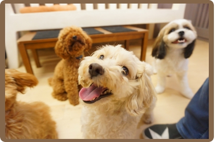 ヌーノクラブの犬・ワンちゃん専用ペットホテルでは、自由空間でワンちゃん同士が一緒に遊べます！