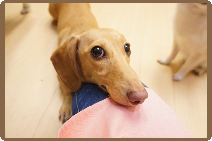 東京都内で人気の犬専用ペットホテル、ヌーノクラブ。活発なワンちゃん・静かなワンちゃんなど犬それぞれの性格に合わせて、細心の注意を払いながらお預かり致します。