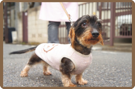 東京都内にあるヌーノクラブの犬専用ペットホテルでは、１日２回のワンちゃんのお散歩をしています。