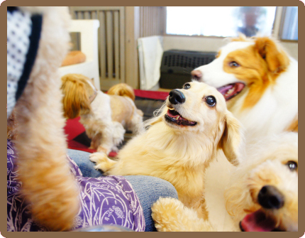 東京都内にあるヌーノクラブの犬専用ペットホテルでは、スタッフがワンちゃんのお世話を丁寧に行い、馴らすことで自由空間に出してあげることが出来ます。