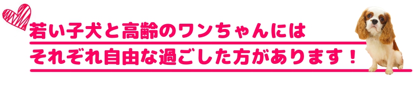 犬専門ペットホテル・ヌーノクラブでの子犬・パピーちゃんと高齢犬の過ごし方