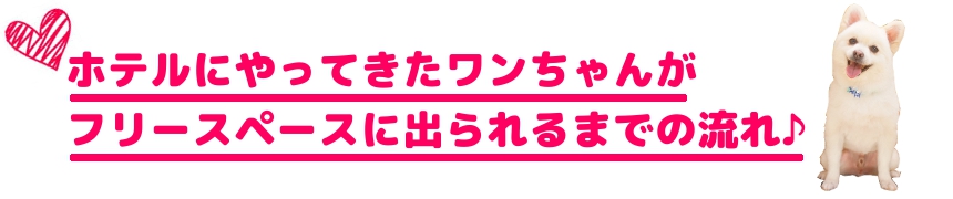 ヌーノクラブの犬専用ペットホテルは、自遊空間でのびのびリラックスできる空間です。フリースペースに犬が出てくるまでの流れの紹介をします。